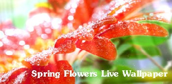 Spring Flowers Live Wallpaper / Весенние цветы живые обои
