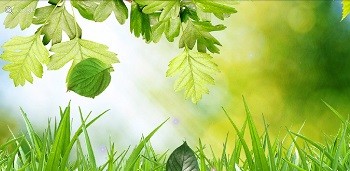 Spring Live Wallpaper